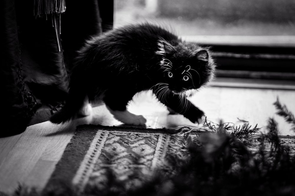 Photograph by Julia Mustard