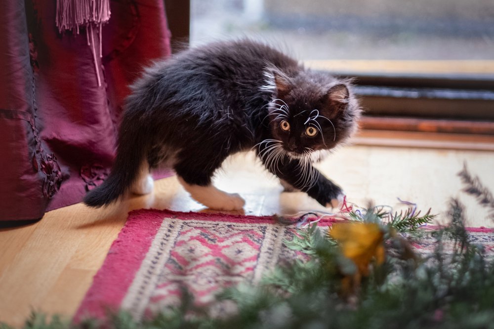 Photograph by Julia Mustard