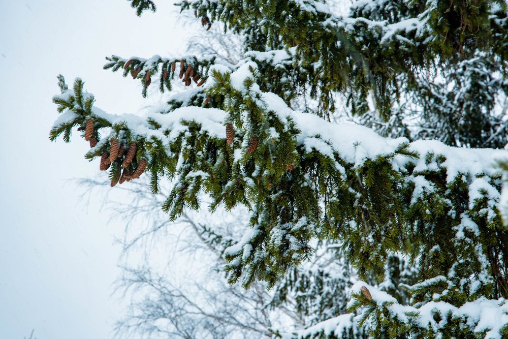 Photograph by Елена Прохорова