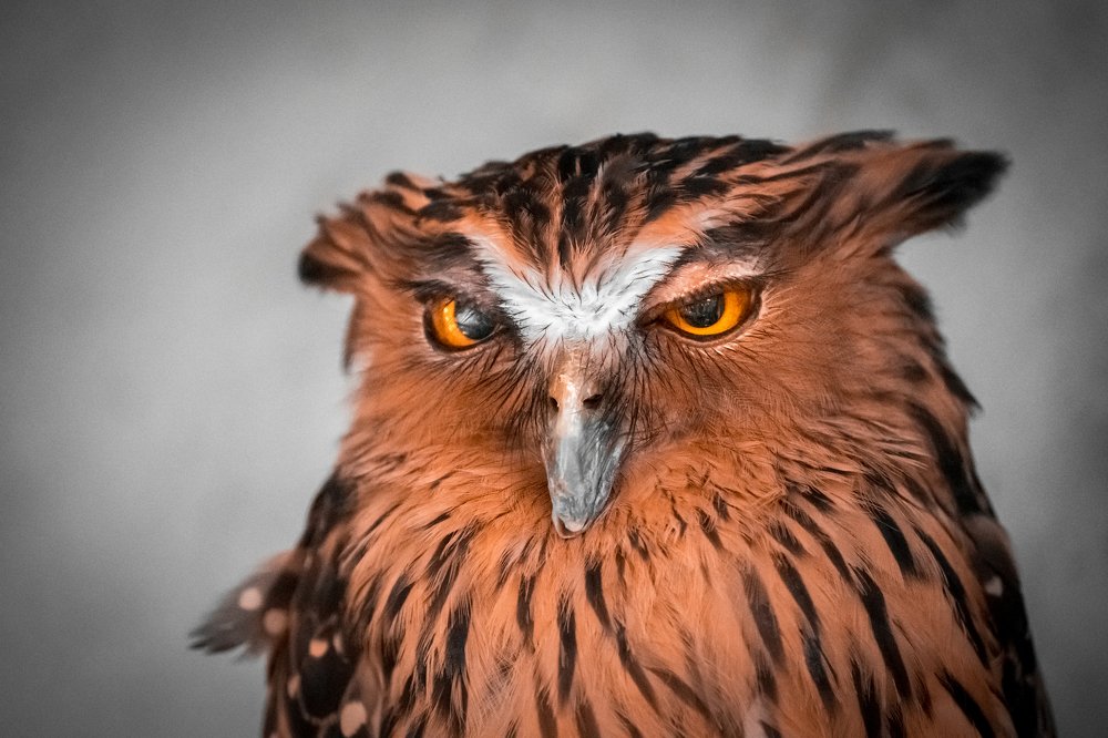 Photograph by Furqan Ali