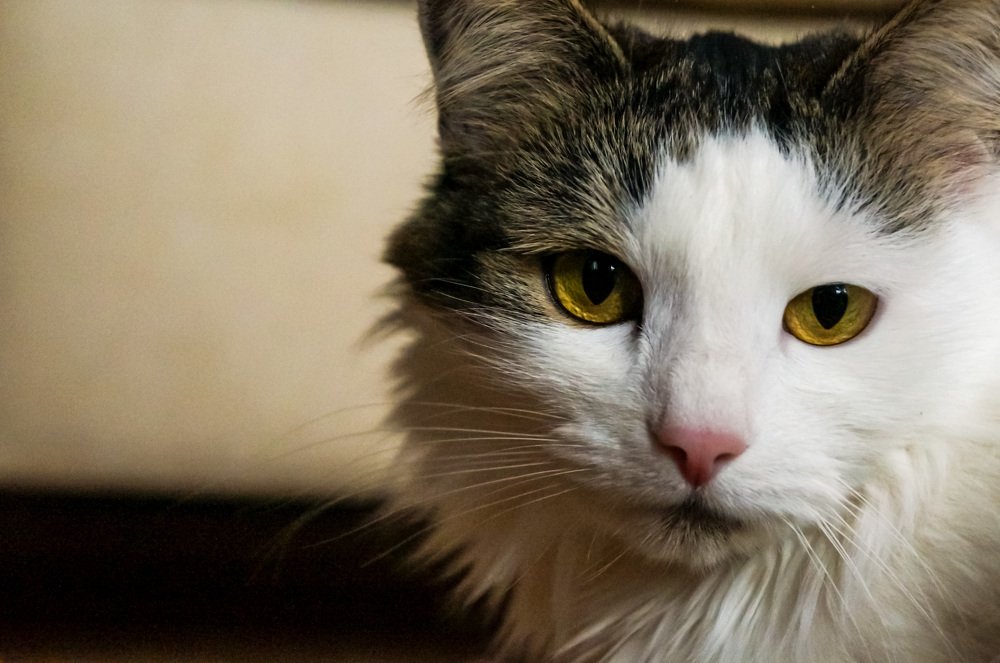 Photograph by Виктор Пономарёв