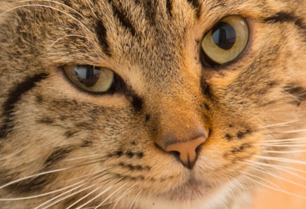 Photograph by Михаил Кравченко