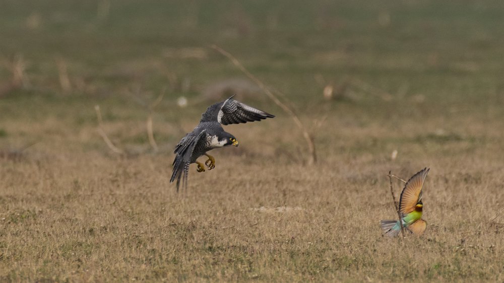 Фотография автора Gokul Addanki