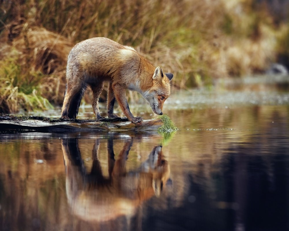 Фотография автора Michaela Firešová