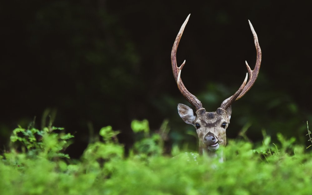 Photograph by Thilina Kaluthotage