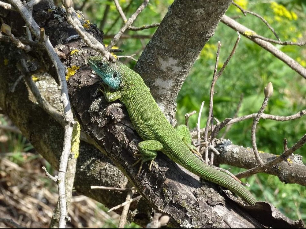 Photograph by Andrea Szénási