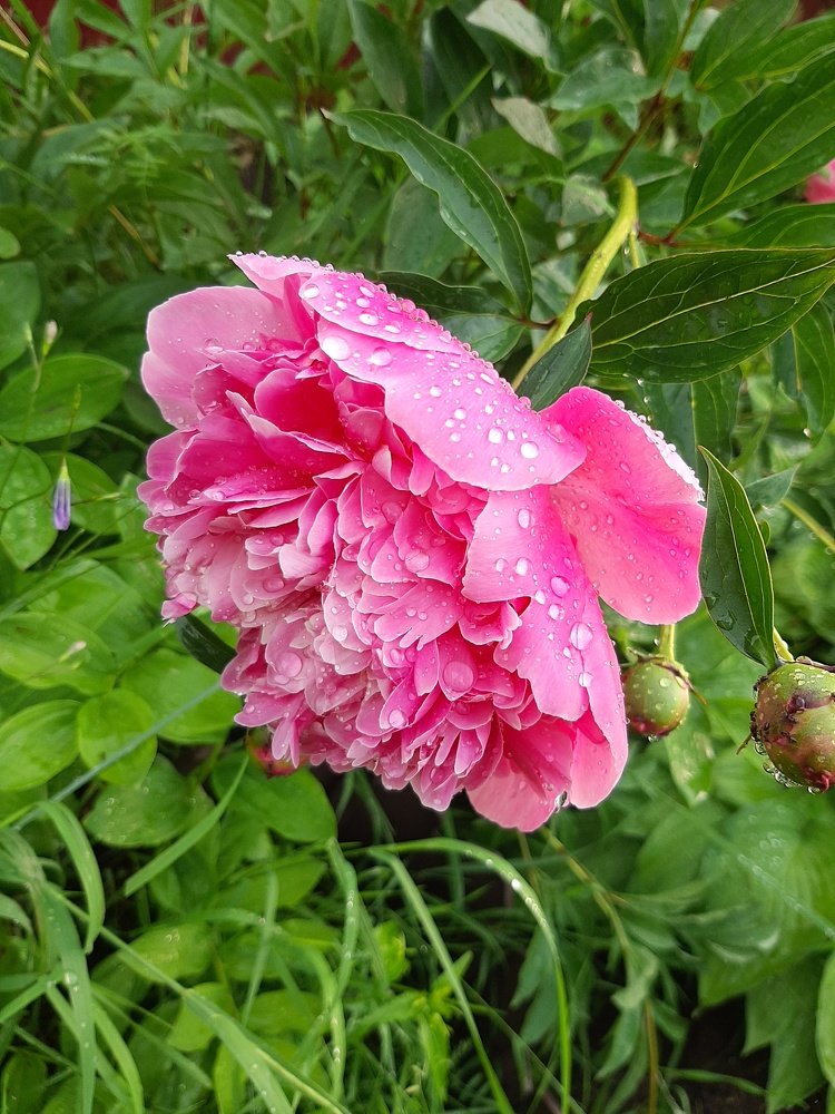 Photograph by Алина Голубева