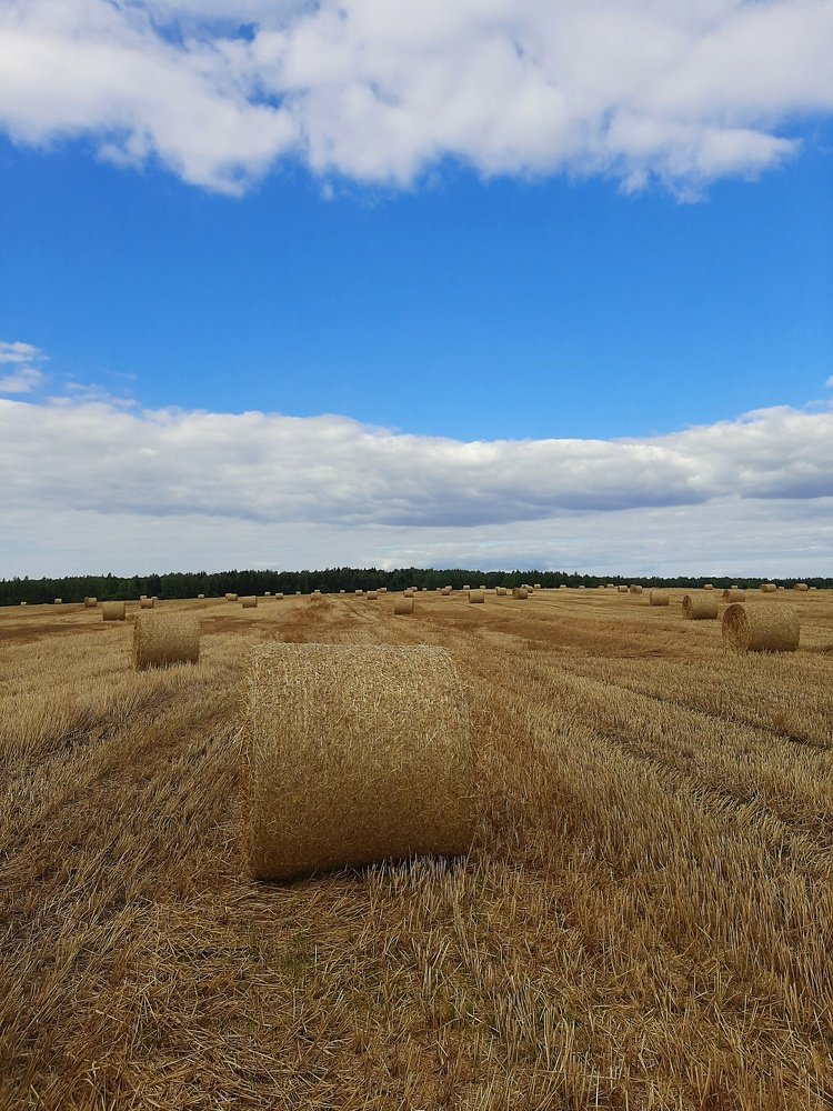 Photograph by Алина Голубева