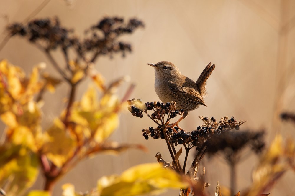 Eurasian Wren