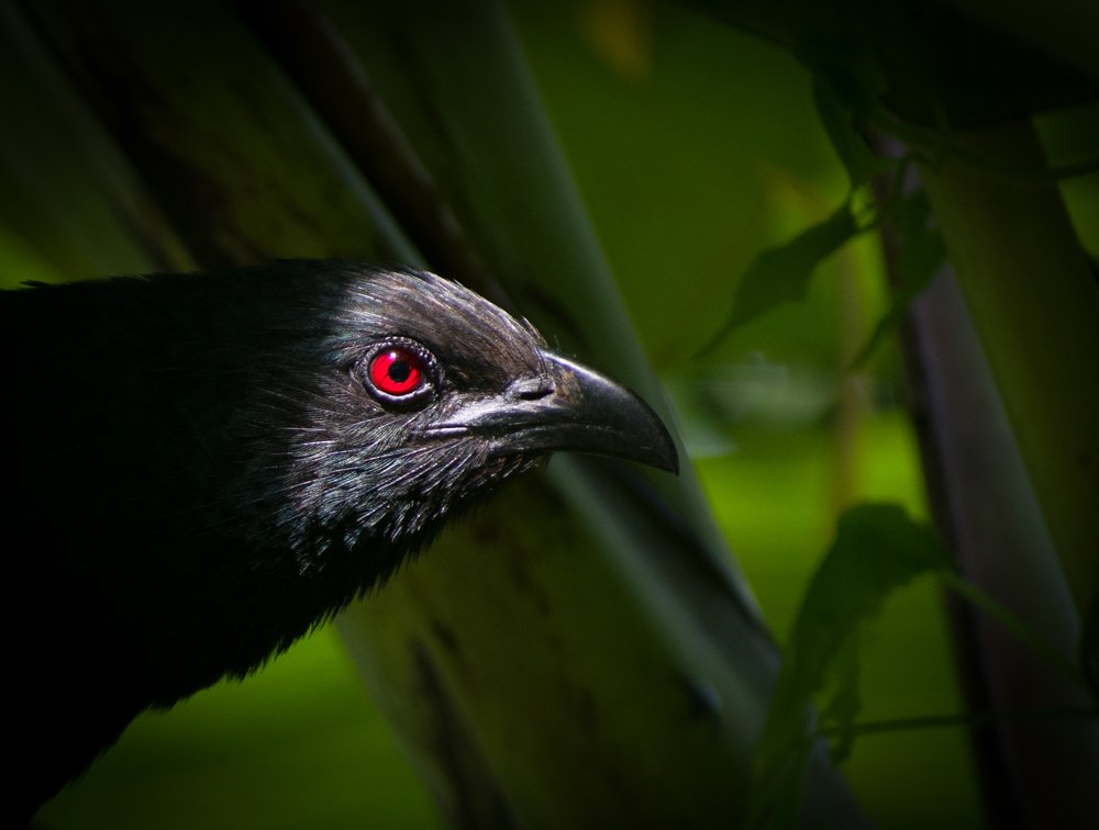 Фотография автора abhilash a k