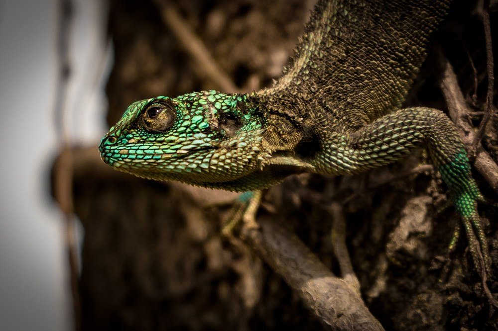 Photograph by Somdev Sen