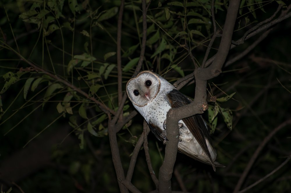 Barn Owl at night