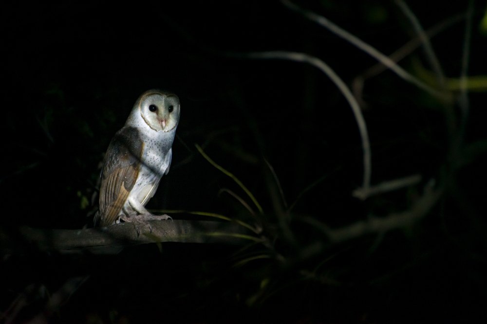 Barn Owl at night