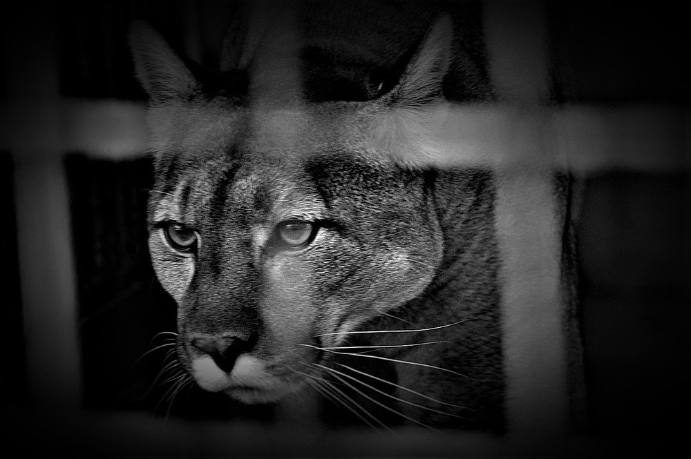 тяжело в неволе жить (hard to live in captivity )