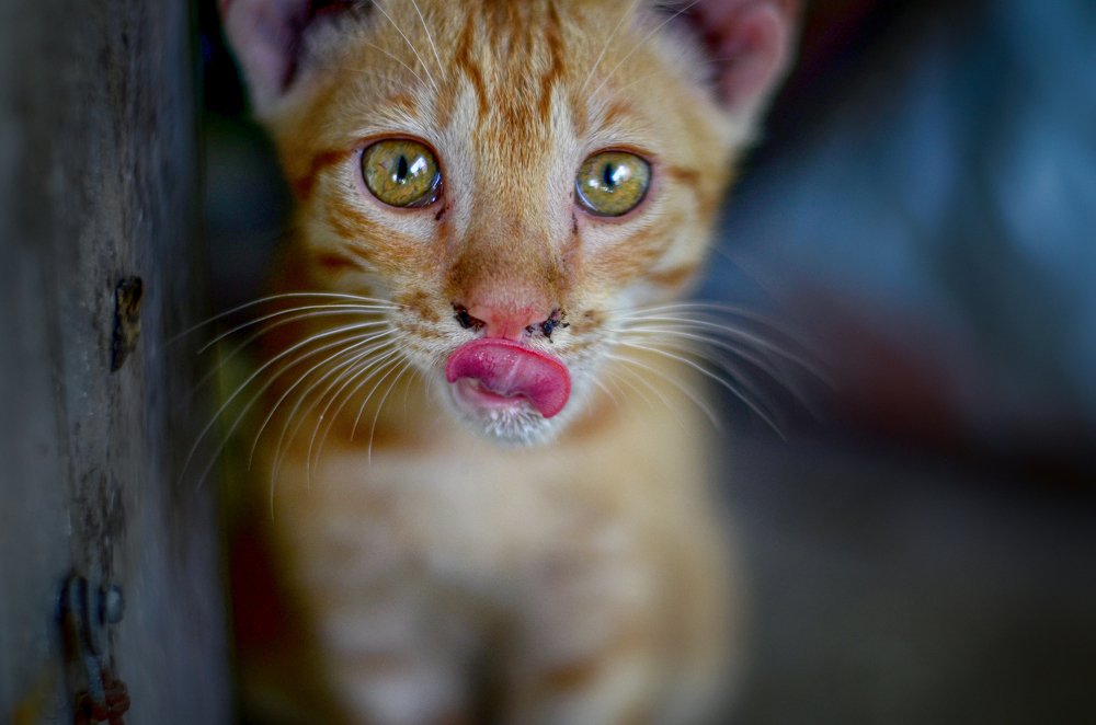 Photograph by Kshitij Patle