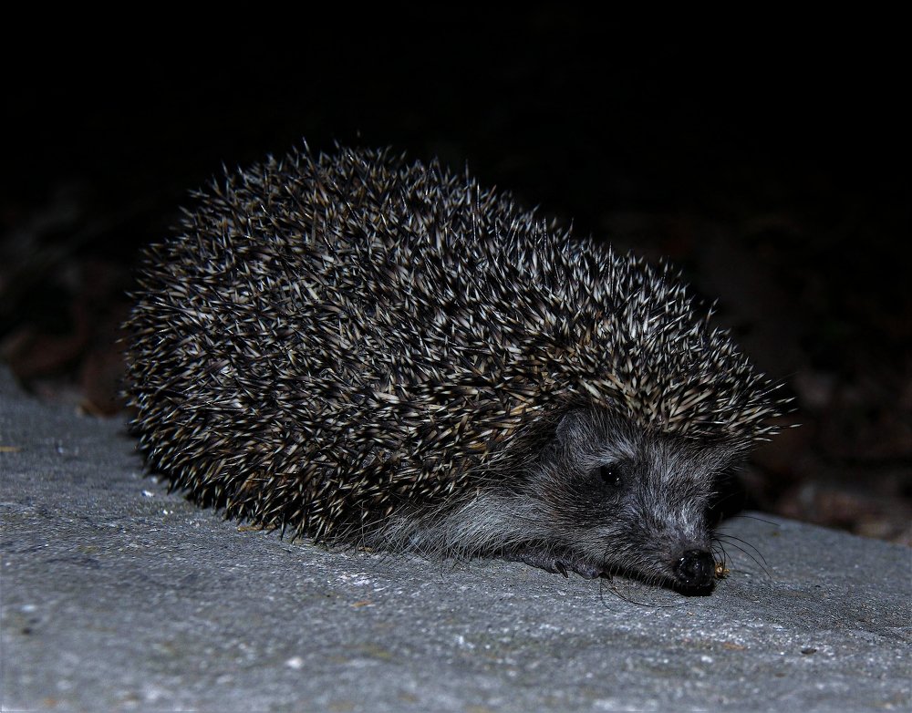 Фотография автора Nepran Vyacheslav