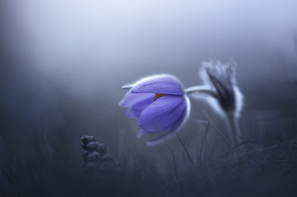 Pulsatilla Grandis ..