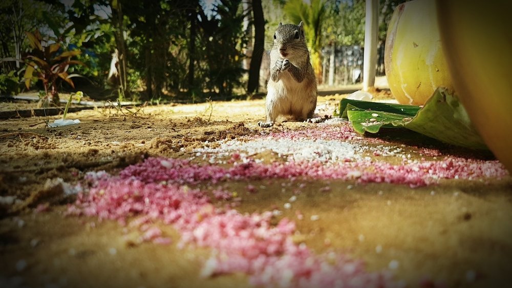 Photograph by NILAAN LOGANATHAN