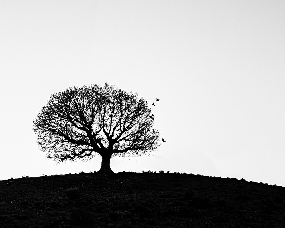 Photograph by Alireza Yousofvand