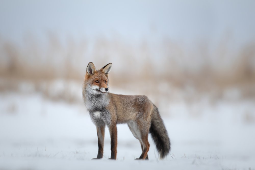 Photograph by Ve Shandor