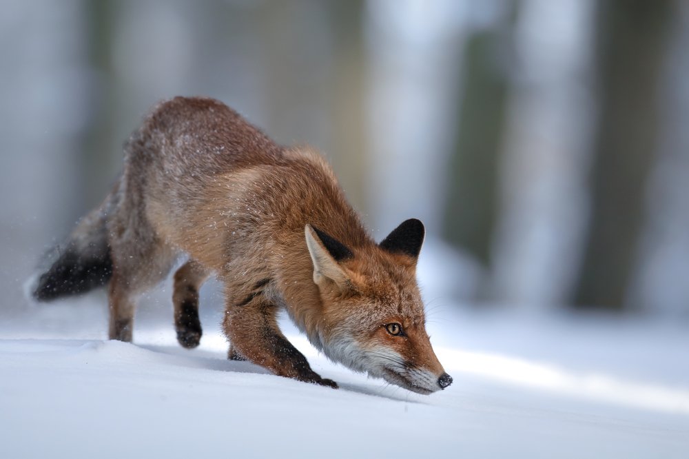 Photograph by Ve Shandor