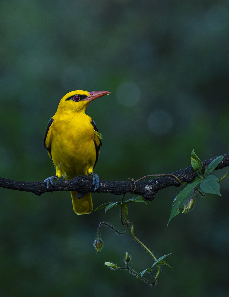 Photograph by Suman Paul