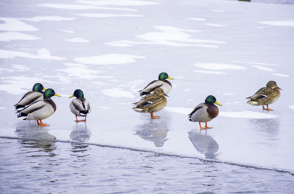 Фотография автора Андрей Гордиенко