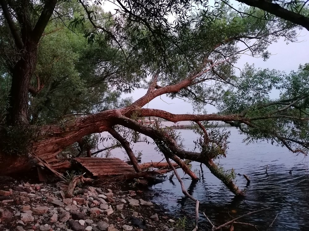 Дерево над водой