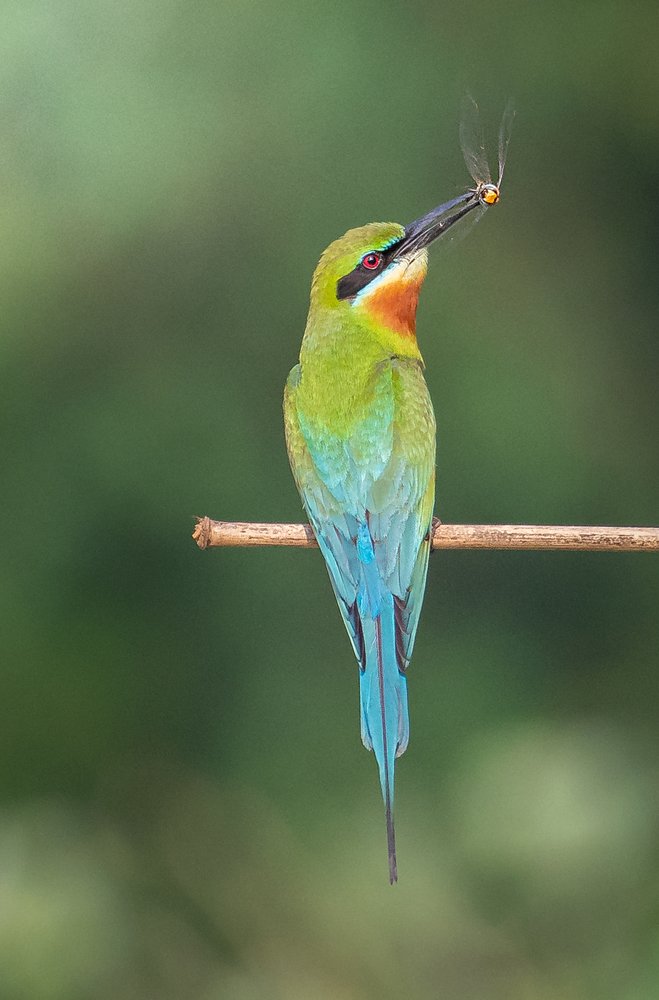 Photograph by SARADINDU ADHIKARY