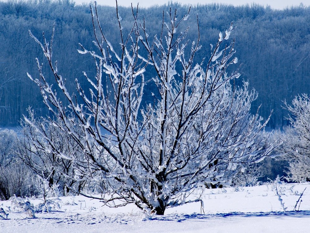 Photograph by Ирина Зима