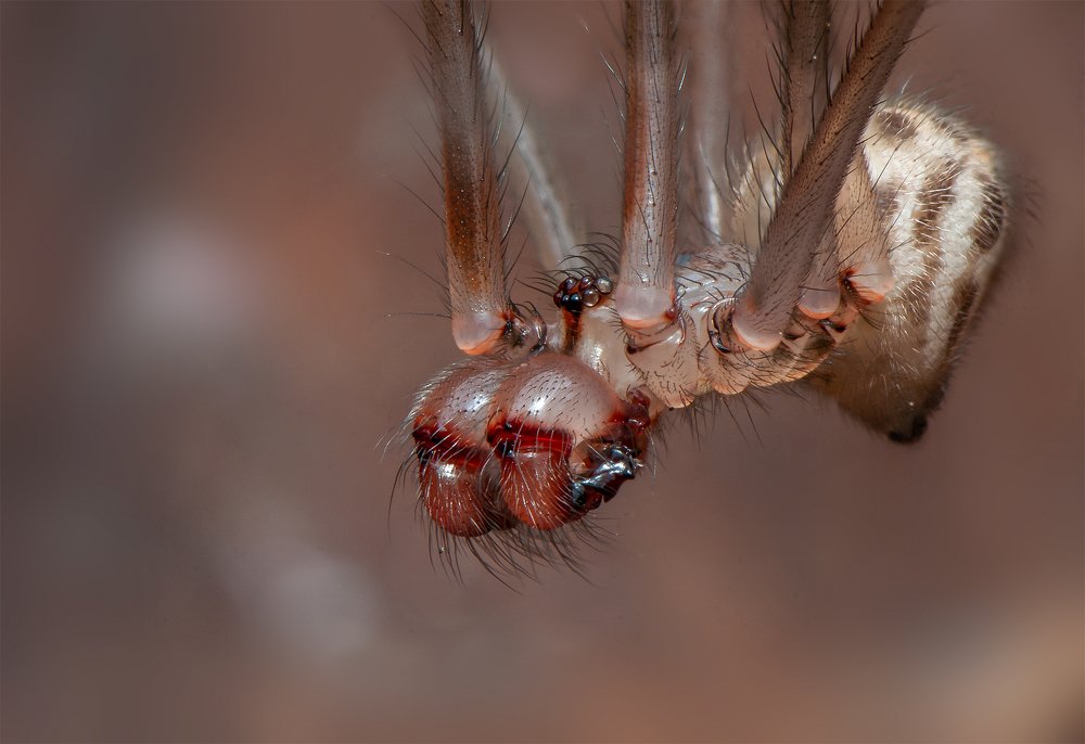 Matured Male Celler Spider