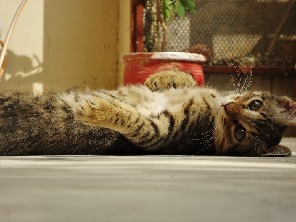 Photograph by SHAHZAD KAZMI