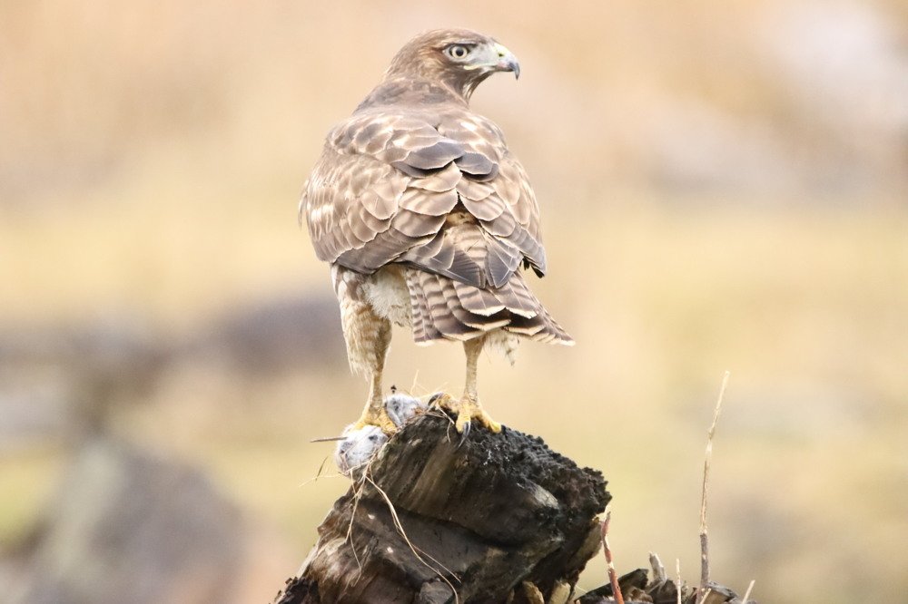 Photograph by Kenneth Tan