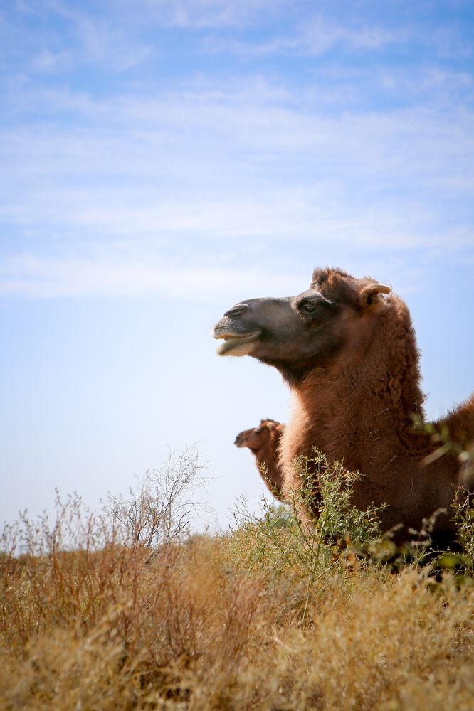 Степные животные