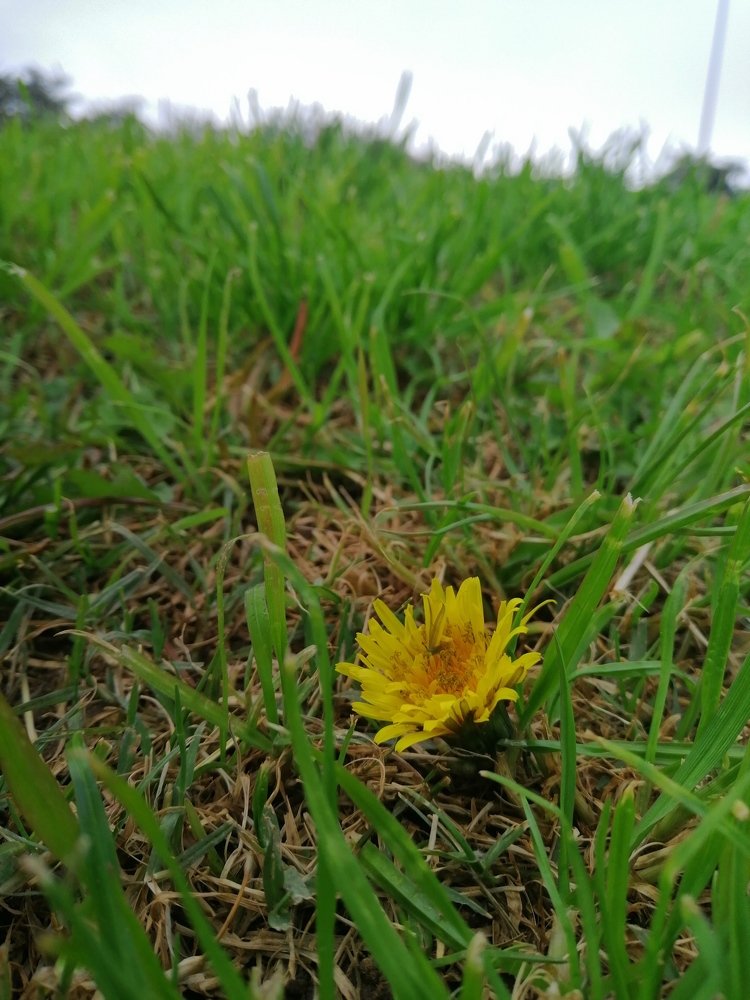 A soul blossoming in nature