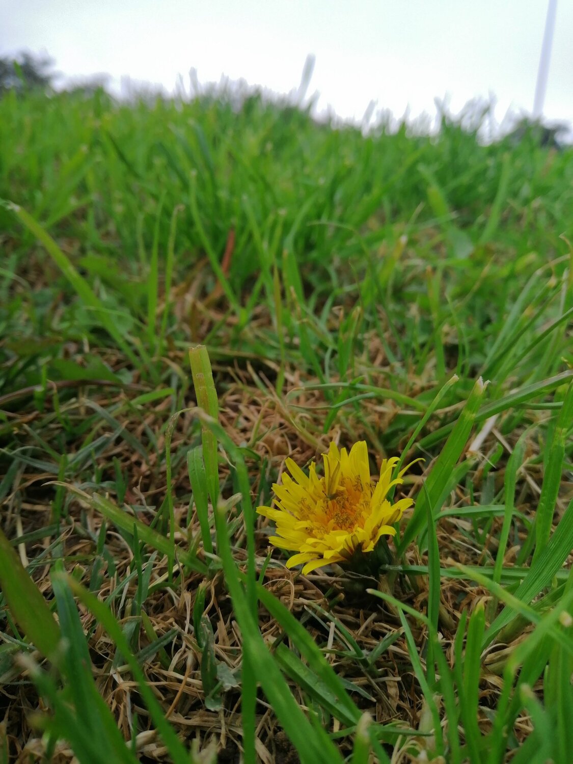 A soul blossoming in nature