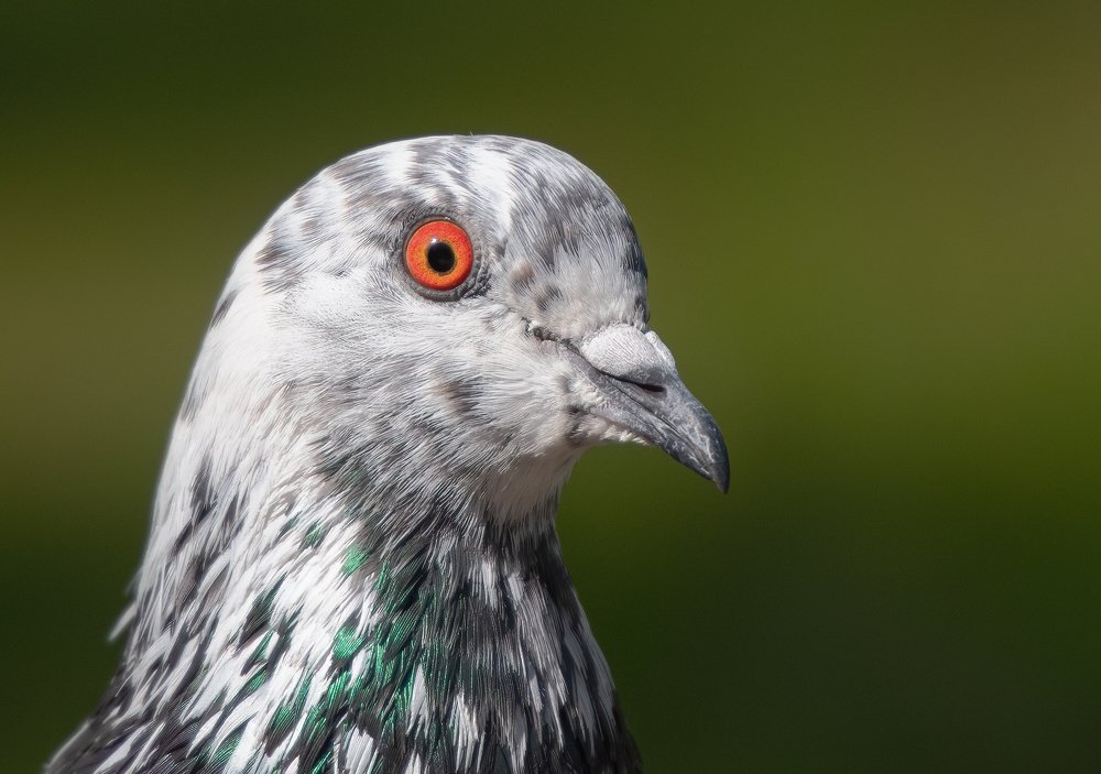 Photograph by Vjacheslav Simanovich