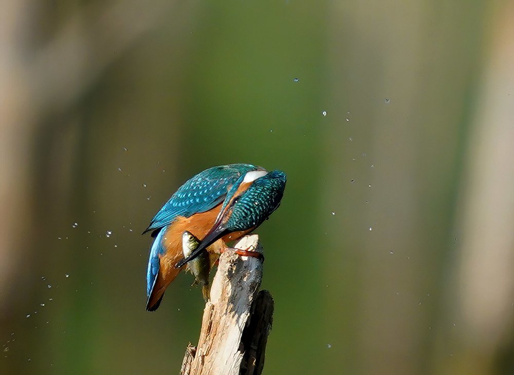 Photograph by Красимир Георгиев