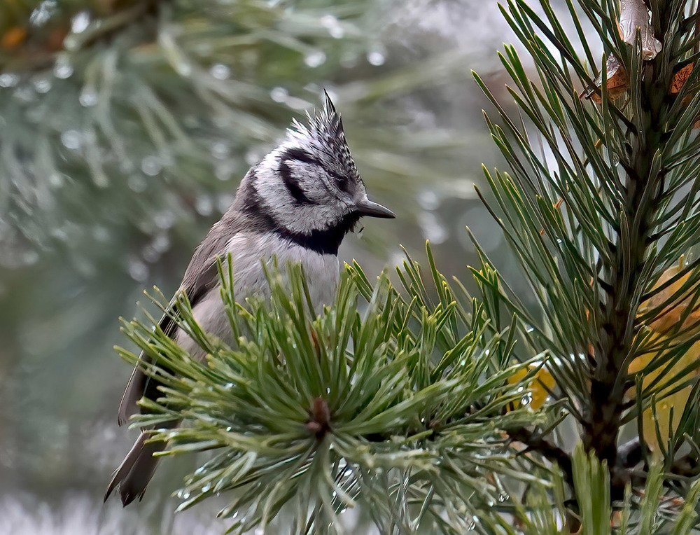 Photograph by Красимир Георгиев