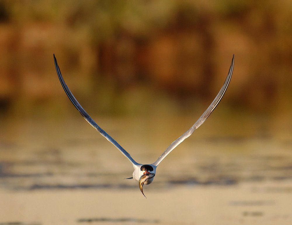 Photograph by Красимир Георгиев