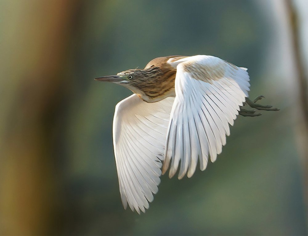 Photograph by Красимир Георгиев