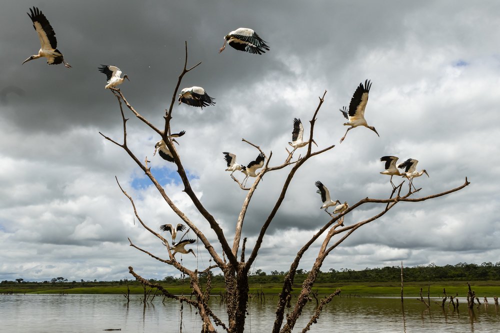 blind head water bird with long beak