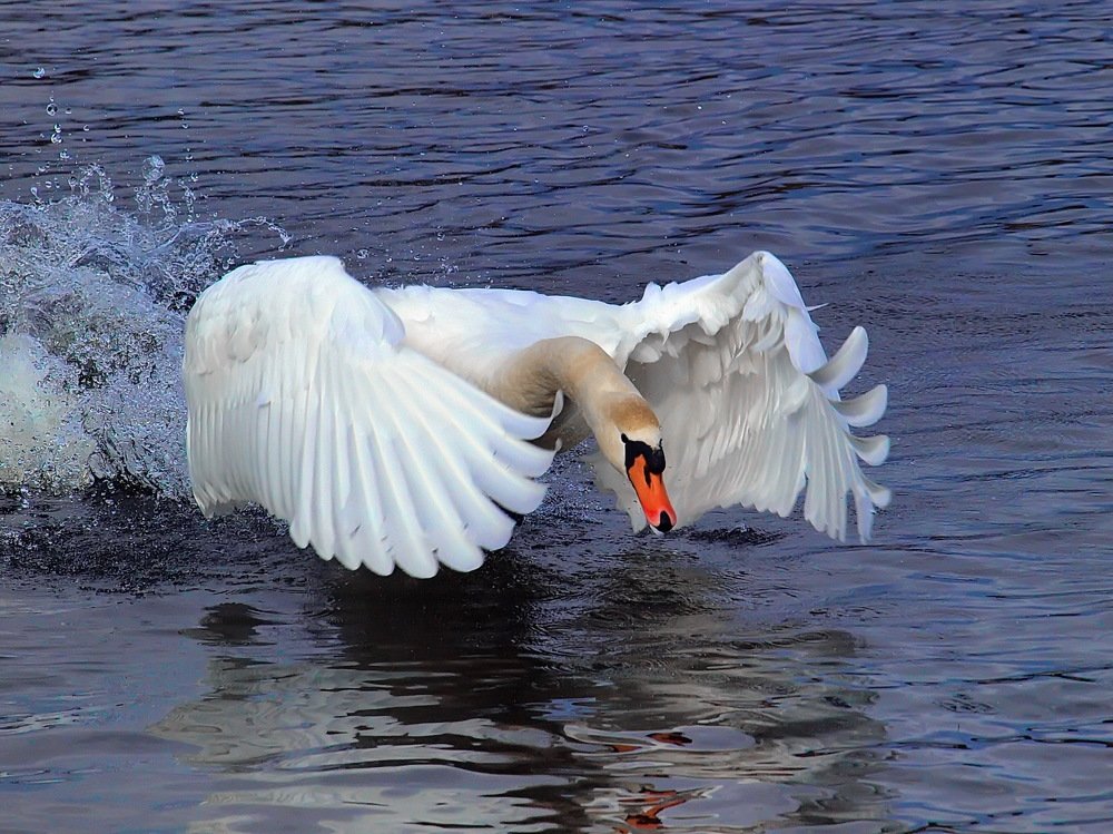 Photo #5478272