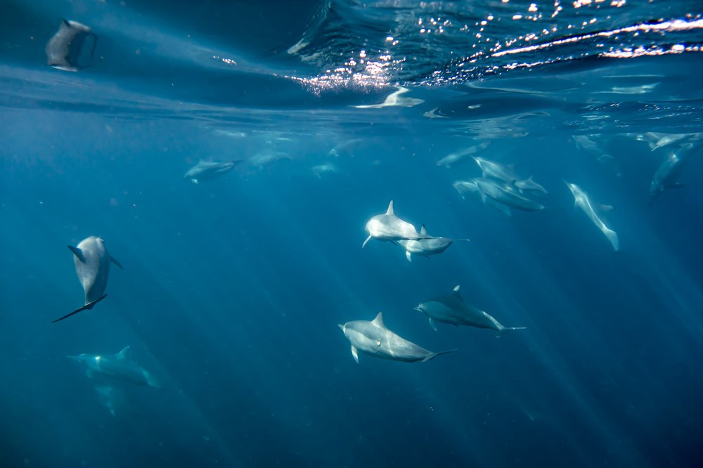 Wild dolphins in beautiful Bali sea