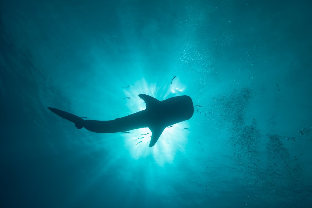 A graceful whaleshark in an overhead pass