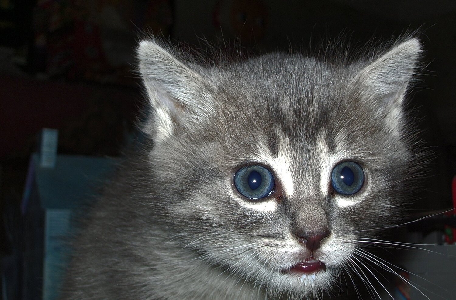 Photo #5478695