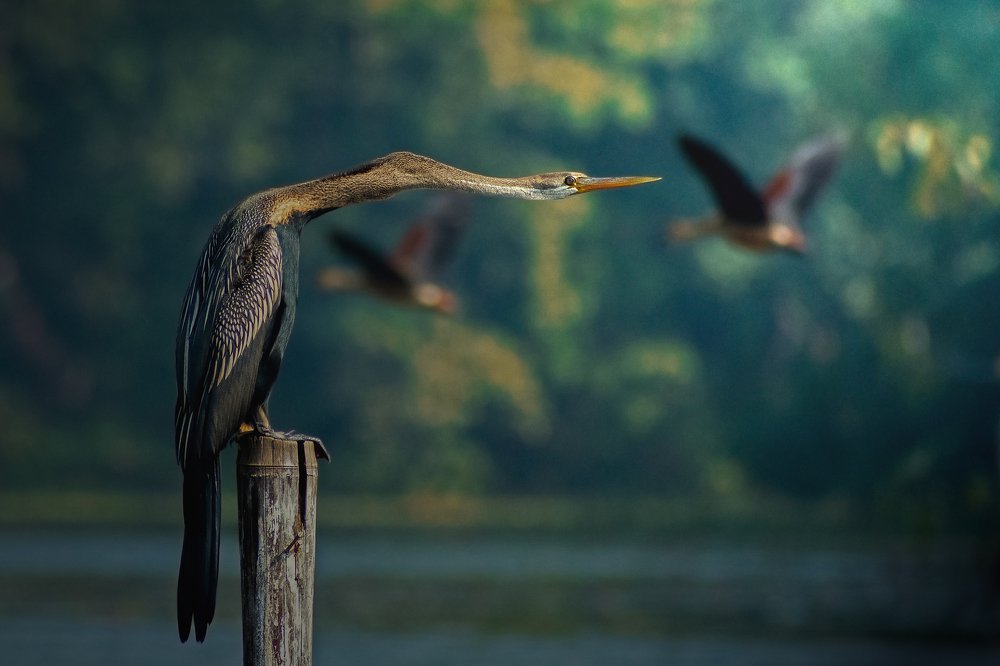 The Oriental Darter or the Snake Bird