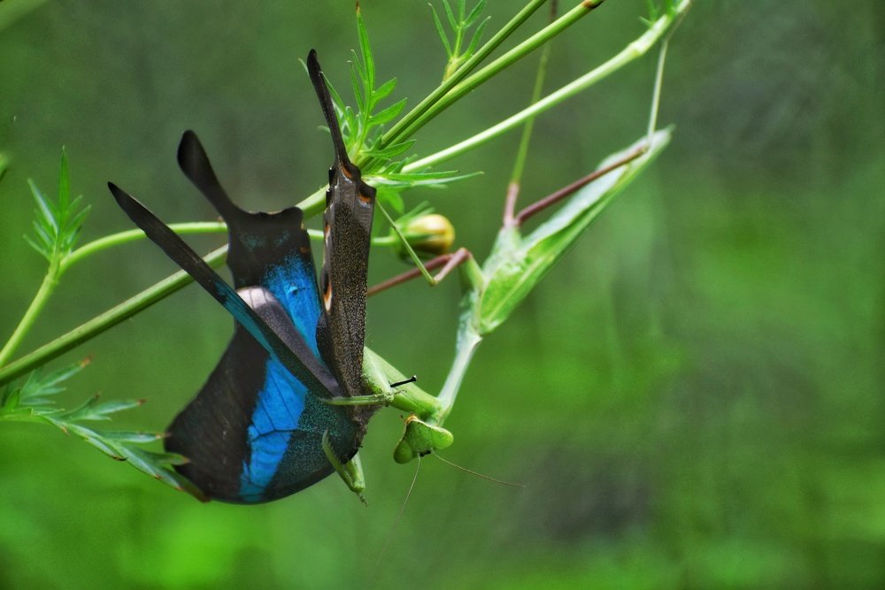 Photograph by Ajit Avabhrath