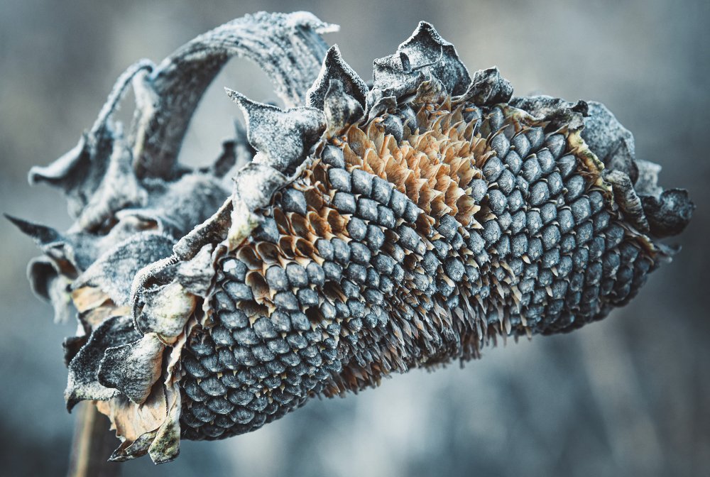 Photograph by Юлия Ковальчук