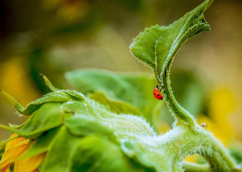 Photograph by Юлия Ковальчук